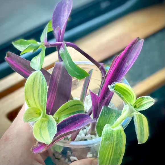 Rare tradescantia cutting bundle - 3 varieties - pink stripe, sillamontana , + - Picture 1 of 12